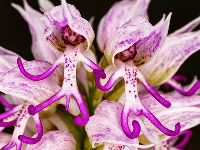 Naked Man Orchid - Orchis Italica, orchid, resemble flowers, flowers, beautiful flowers