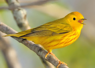 Yellow Warbler Bird HD images