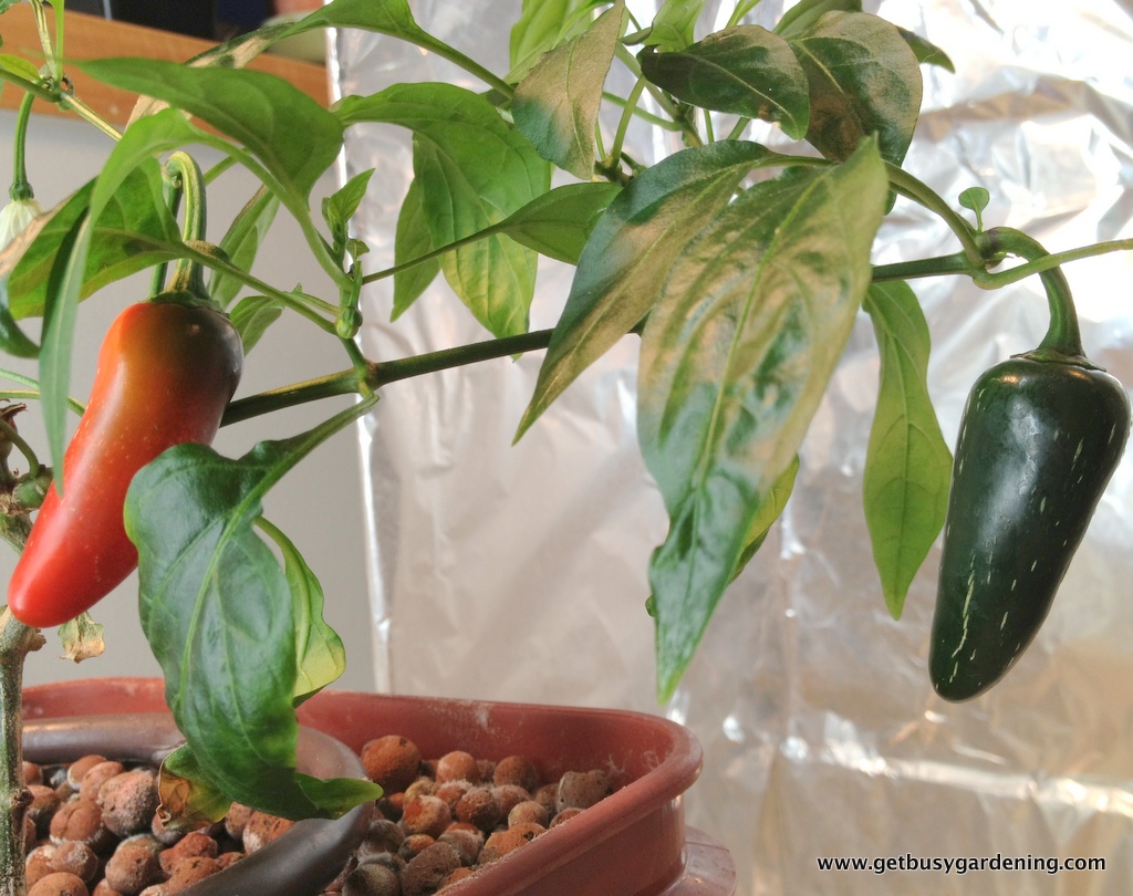 Hydroponically grown peppers ready to harvest