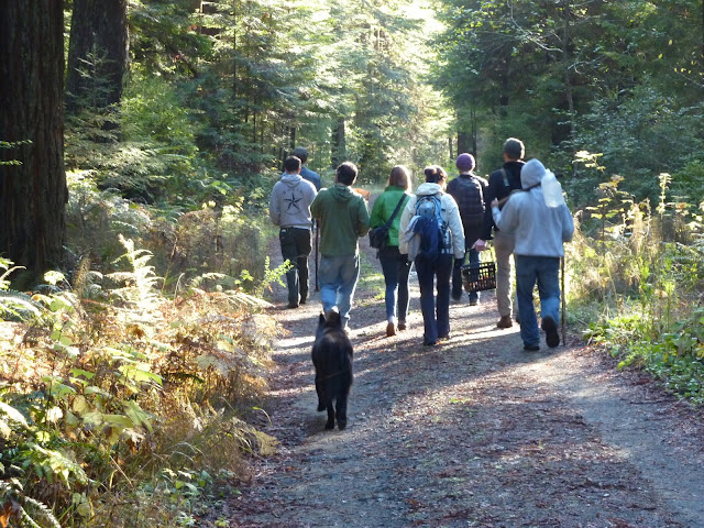 mendocino coast mushroom forage