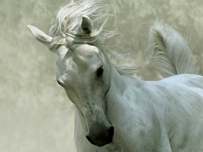 White Horse Wallpapers