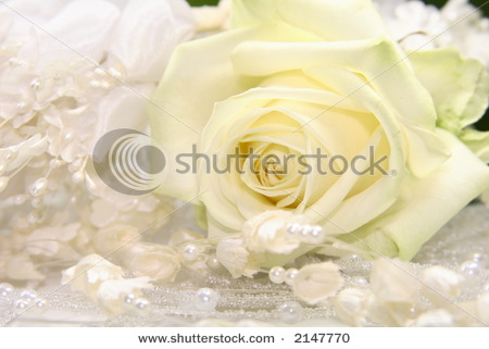 wedding rose background wedding rose background wedding rose background