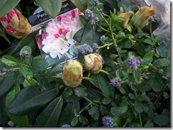 garden rhodie and ceanothis