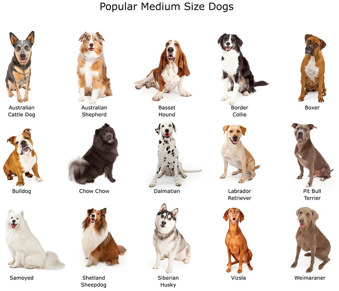 Popular Medium Size Breed Dogs