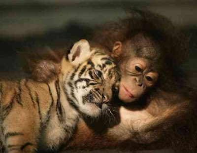 Unusual animal friendship pictures Seen On www.coolpicturegallery.net
