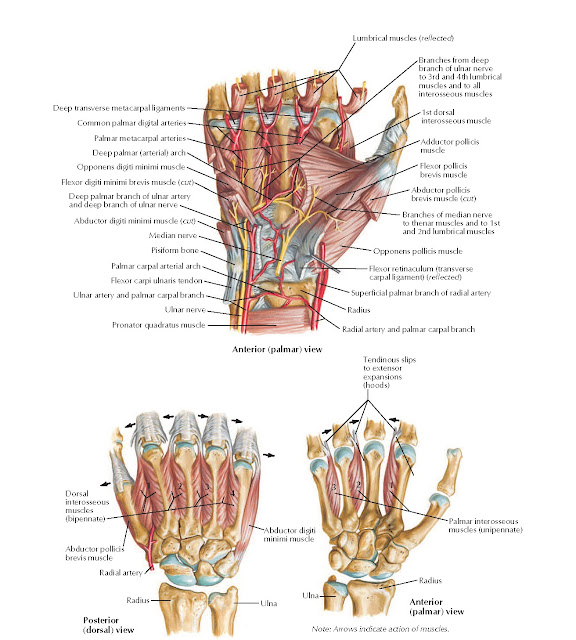 Intrinsic Muscles of Hand Anatomy