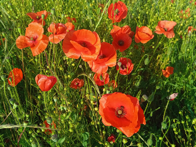 Field Poppy Papaver rhoeas, Indre et Loire, France. Photo by Loire Valley Time Travel.