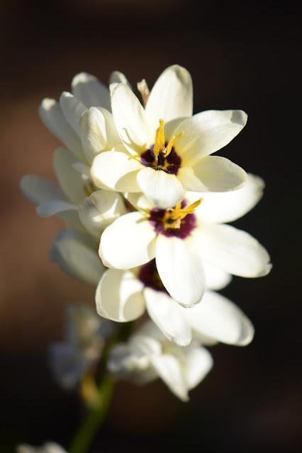 Ixia, wand flower, small sunny garden, amy myers, desert garden, arizona garden, photography