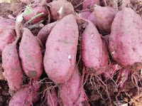 Cara menanam ubi jalar atau ubi rambat dapat dilakukan dengan 2cara ...