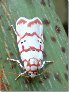 ngengat putih bergaris merah 03