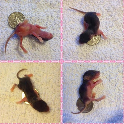 6 day old mice, mice meaning