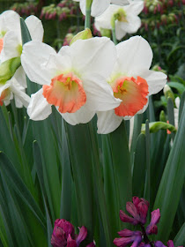 Pink Charm daffodils narcissus at Centennial Park Conservatory Spring Flower Show 2017 by garden muses-not another Toronto gardening blog