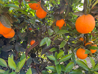 sinaasappel regio vanlife