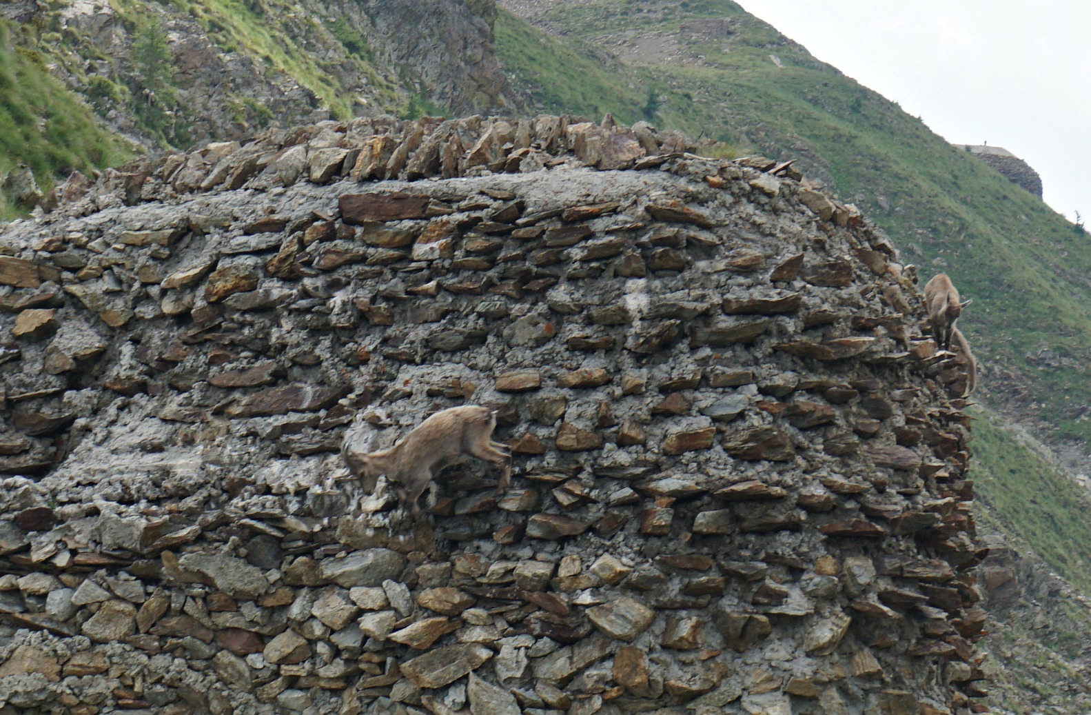 Ibex and offspring negotiating ancient bunker Isola2000