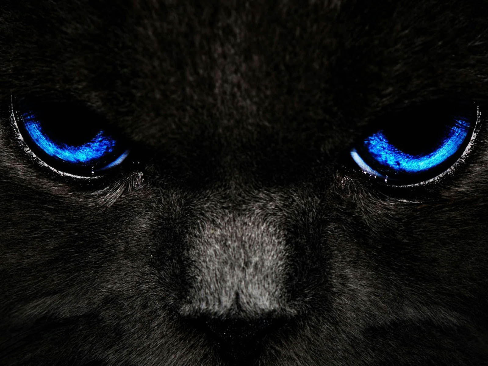 Black Cat with Blue Eyes