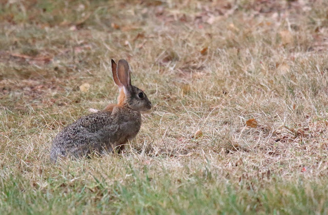 Desert cottontail