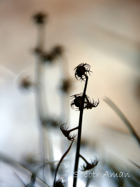 Mitella pauciflora