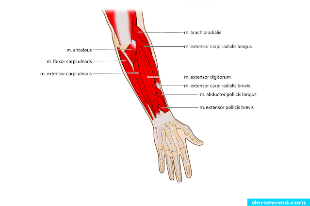 m. pronator teres  m. flexor carpi radialis  m. palmaris longus  m. flexor carpi ulnaris m. flexor digitorum superficialis m. flexor pollicis longus m. flexor digitorum profundus m. pronator quadratus  m. extensor digitorum m. extensor digiti minimi m. extensor carpi ulnaris m. anconeus m. abductor pollicis longus m. extensor pollicis brevis m. extensor pollicis longus m. extensor indicis m. supinator  m. brachioradialis m. extensor carpi radialis longus m. extensor carpi radialis brevis