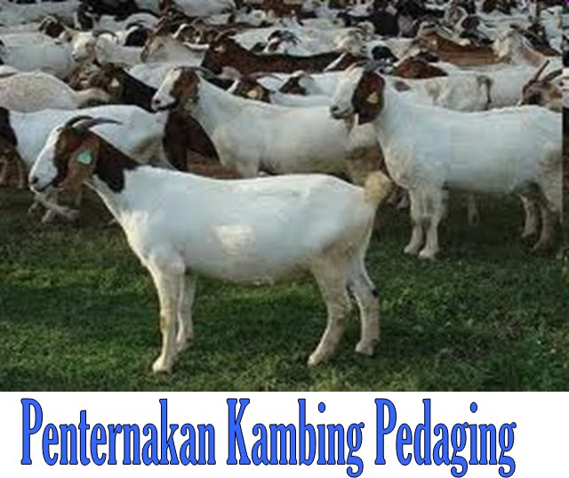 Bukan doktor veterinar: Penternakan Kambing Pedaging