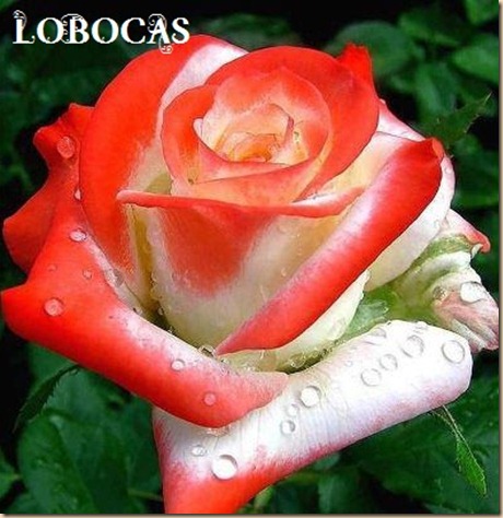 rosa-LoBocAs-5010