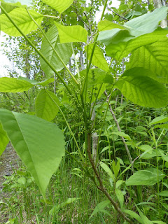 Sumac grimpant - Herbe à puce - Toxicodendron radicans