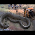 WORLD'S BIGGEST SNAKE FOUND ON EARTH !