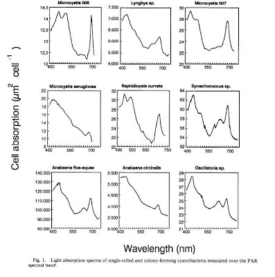 CYANOBACTERIA (RED SLIME ALGAE) AND METHODS TO COMBAT IT