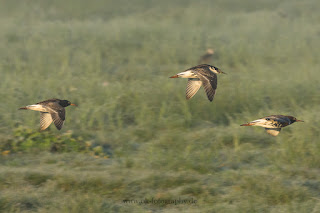 Wildlifefotografie Dümmer See Olaf Kerber Kampfläufer