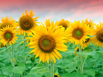 foto de bonitos girasoles tomando sol