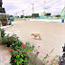  Proteção de animais em situação de rua é pauta de recomendação do MPAM em Santa Isabel do Rio Negr