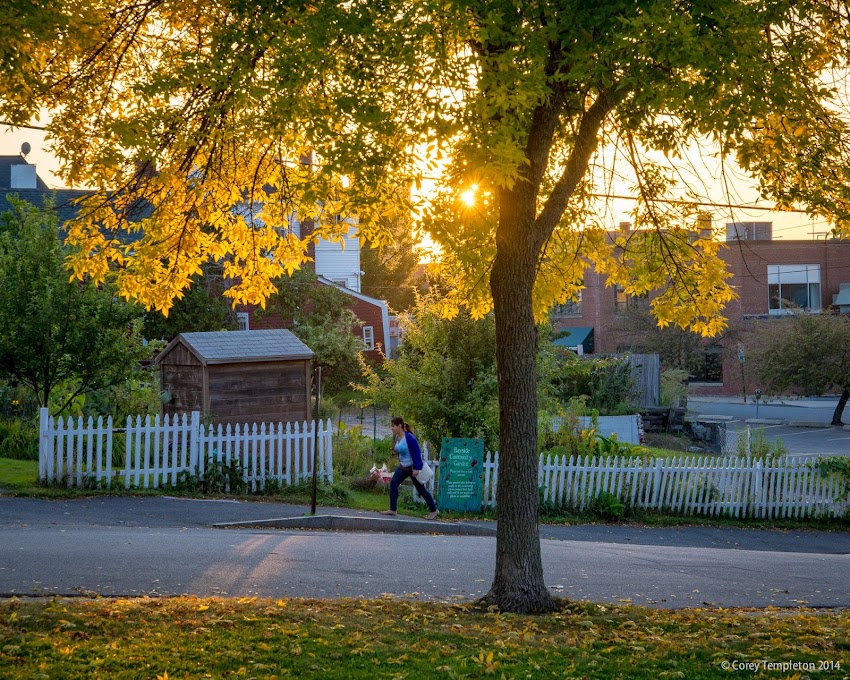 Portland, Maine September 2014 Bayside neighborhood community garden and sunset foliage on Chestnut Street photo by Corey Templeton