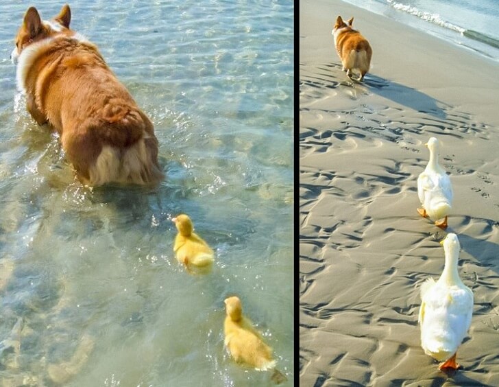 25 Heart-Melting Pictures That Made Even The Toughest Of Us Cry - Dad Corgi raised two ducklings.