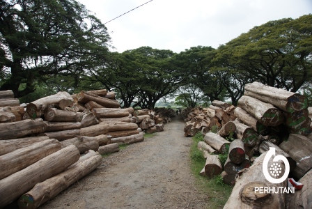  KAYU JATI INDONESIA  YANG BERKUALITAS Pemasaran Pasar 