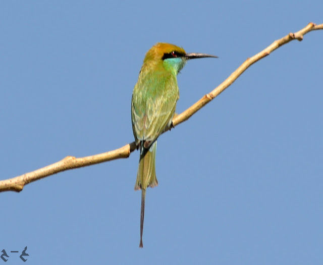 The green bee-eater (Merops orientalis) (sometimes little green bee-eater)