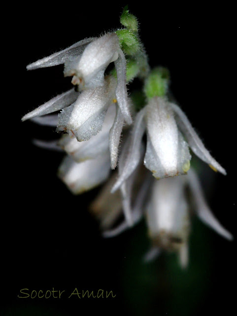 Goodyera schlechtendaliana