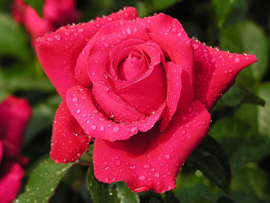 Get Images: Beautiful Fresh Roses For You