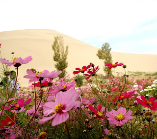 Field-Of-Flower