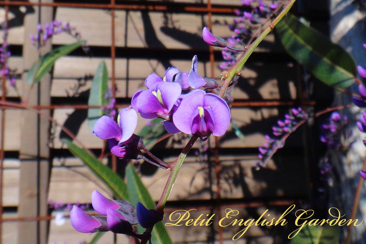 Petit English Garden Of Marple Poirot Purple Flowers Of Hadenbergia ハーデンベルギアの紫の花