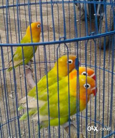 Jual LoveBird Kepala Emas Harga Cuma 300rb Burung 9