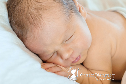 Professional portrait of a newborn baby using a round backdrop stand