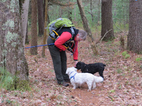 hiker with two dogs