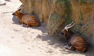 Bioparc Valencia.