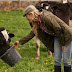 Best cattle mineral feeder for your cow 