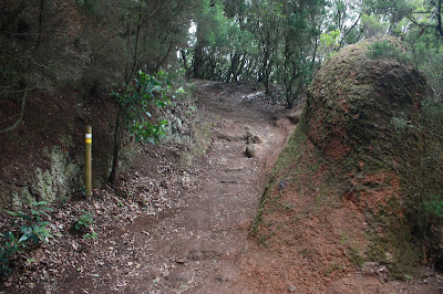 PR-TF-11 LA PUNTA DEL HIDALGO A LA CRUZ DEL CARMEN, sendero hacia la Cruz del Carmen