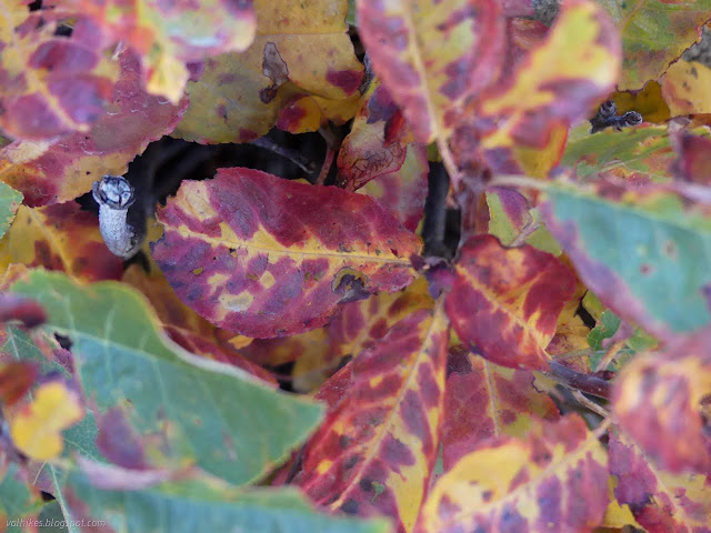 18: molted red and yellow leaves