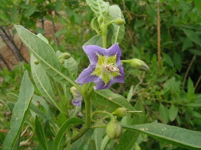 Vassobia fasciculata