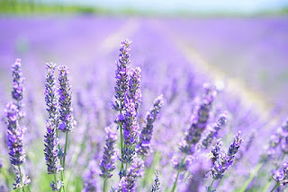 Lavender is Beautiful