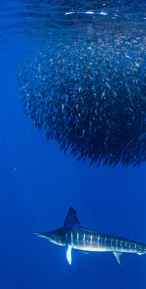 Swordfish checking out a baitball