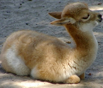  cria llama random 