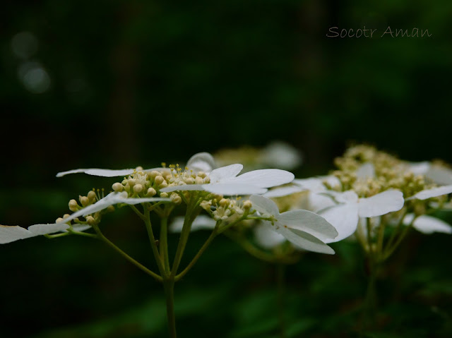 Viburnum plicatum